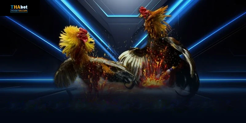 Lợi ích khi tham gia đá gà Thabet