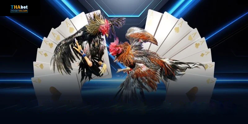 Các chiến lược và lưu ý khi chơi đá gà Thabet