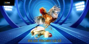 Khái niệm và đặc điểm nổi bật của trường gà thomo